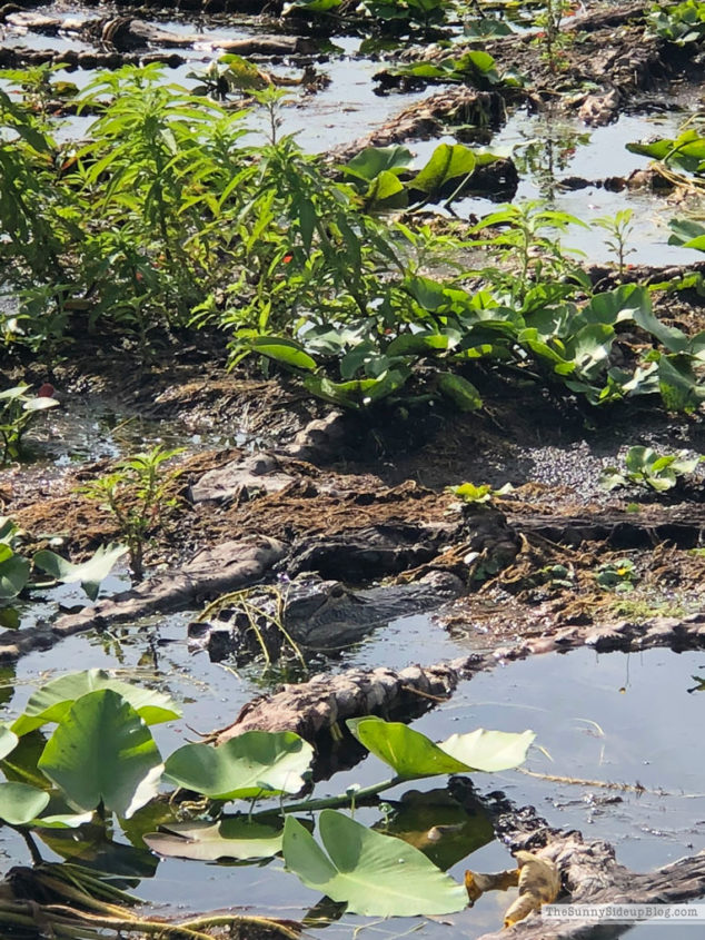 Alligator hunting (Sunny Lifestyles)
