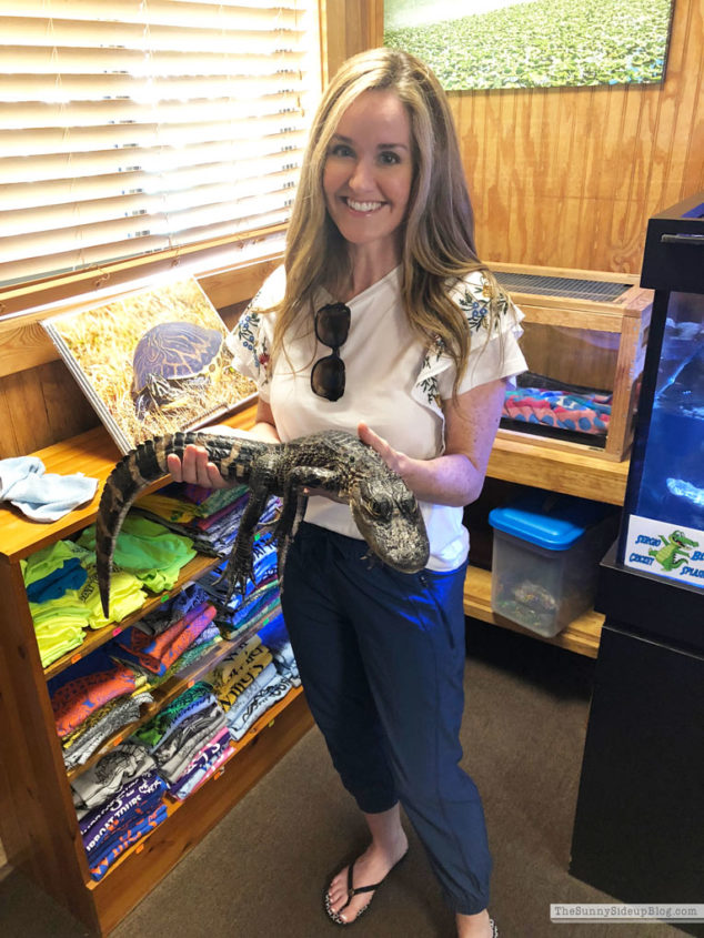 Alligator hunting (Sunny Lifestyles)