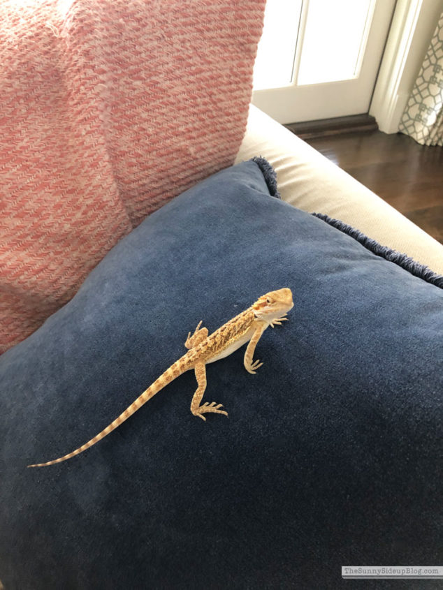Ad's new pet (Sunny Lifestyles)