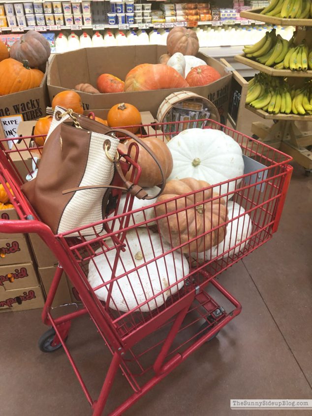 Fall Favorites (Sunny Lifestyles)