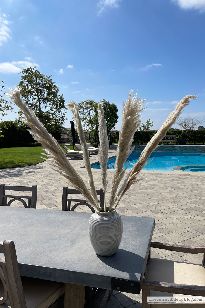 Pampas Grass, Fall Decor (Sunny Lifestyles)