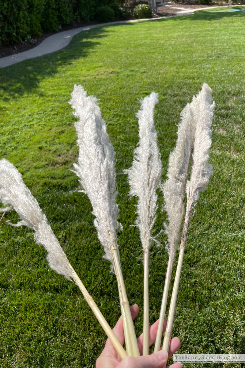 Pampas Grass, Fall Decor (Sunny Lifestyles)