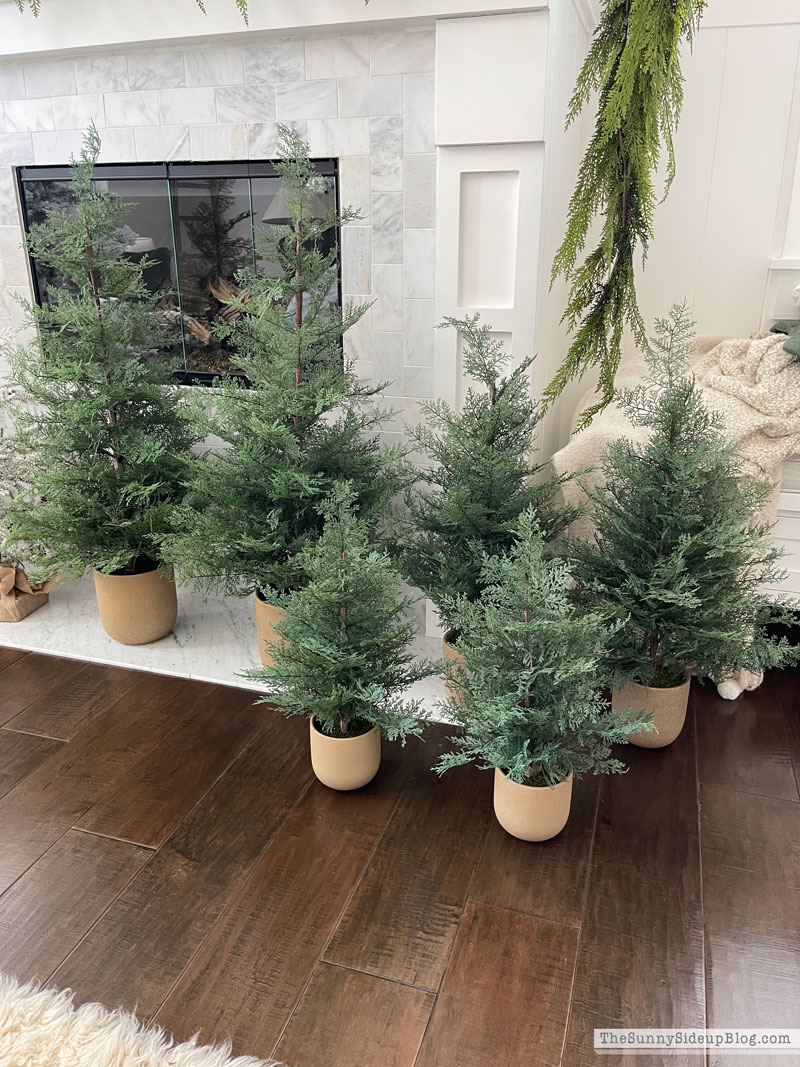 Christmas prep (Sunny Lifestyles)