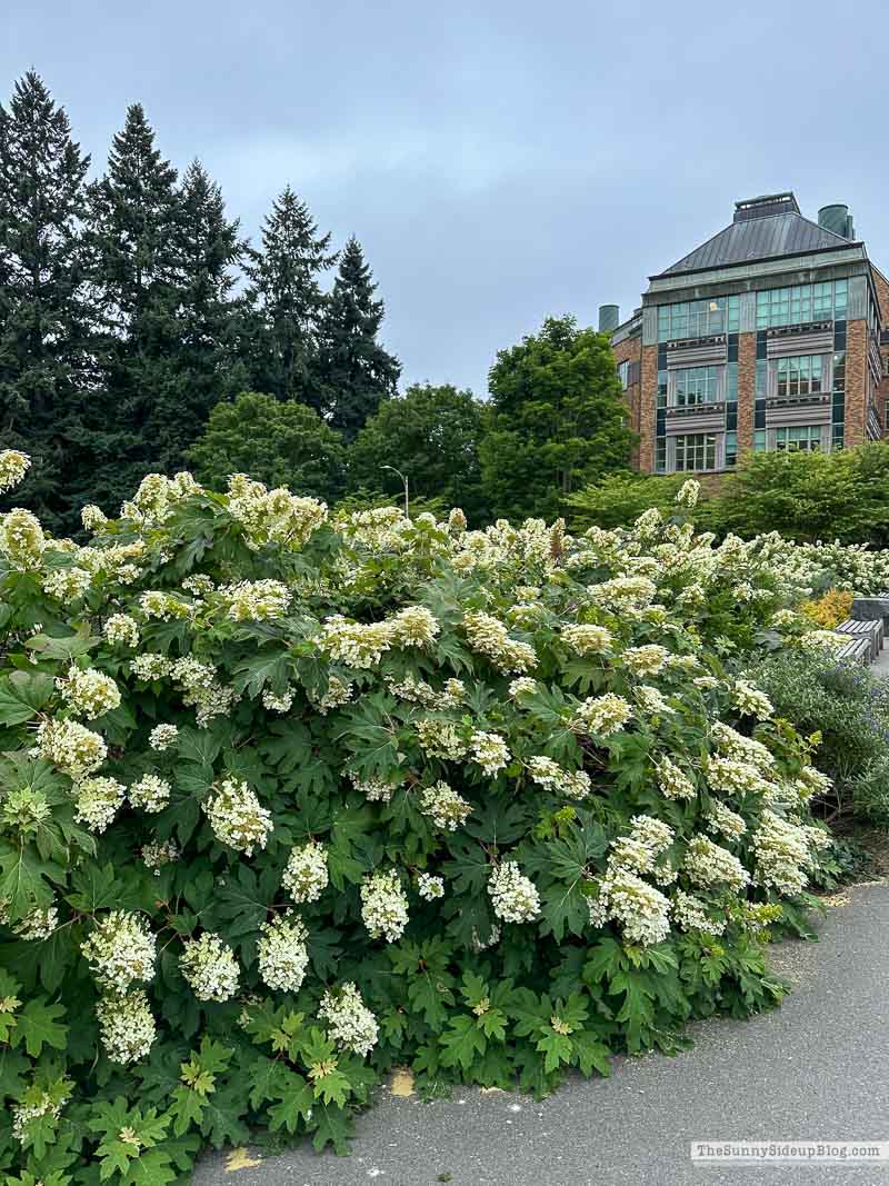 Seattle (Sunny Lifestyles)