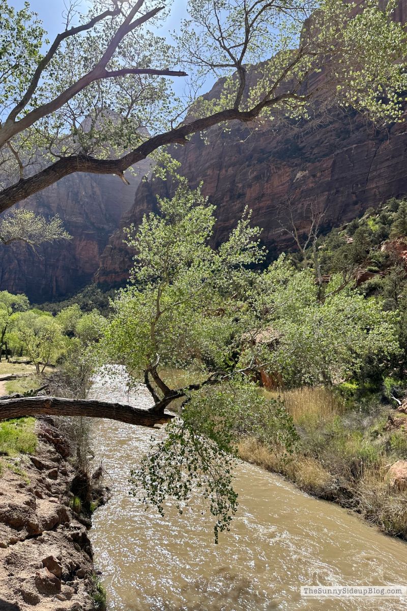 Zion (Sunny Lifestyles)