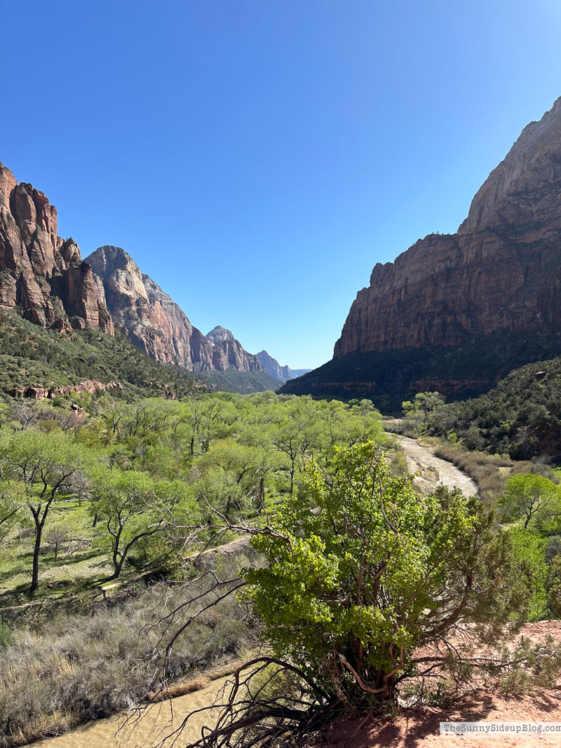 zion (Sunny Lifestyles)