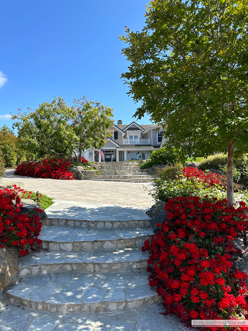 faux-hydrangeas (Sunny Lifestyles)