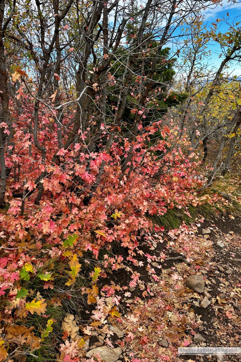 Park City (Sunny Lifestyles)