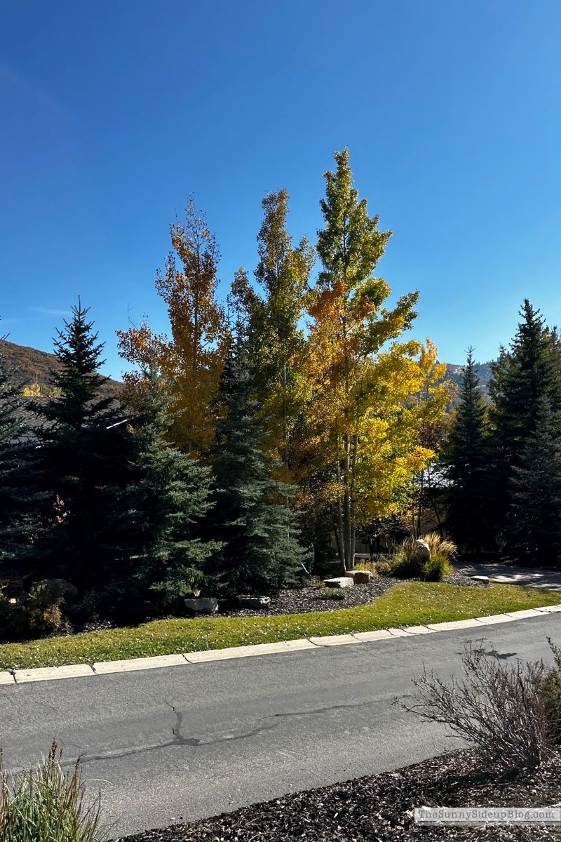 Park City (Sunny Lifestyles)