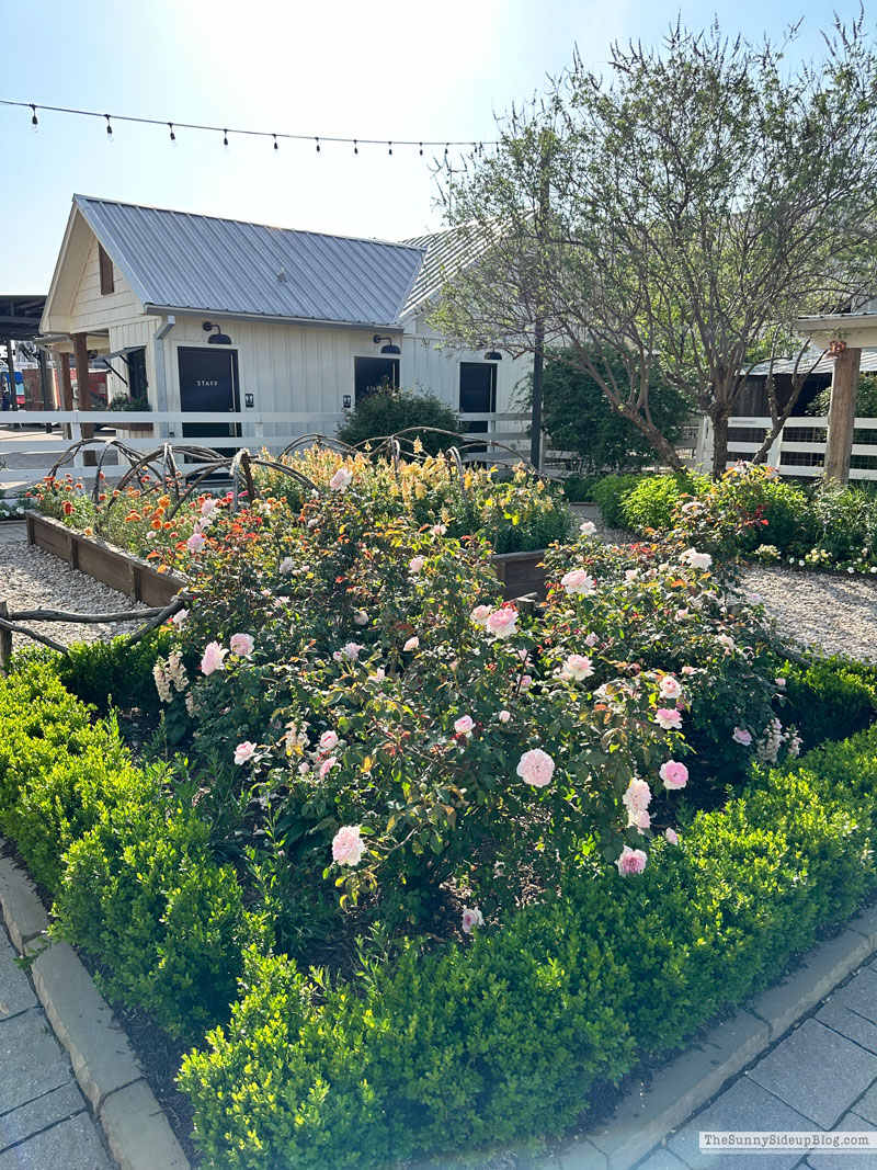 Trip to Magnolia (Sunny Lifestyles)