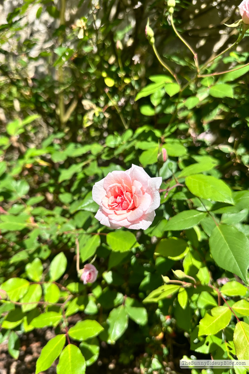 Spring Yard (Sunny Lifestyles)