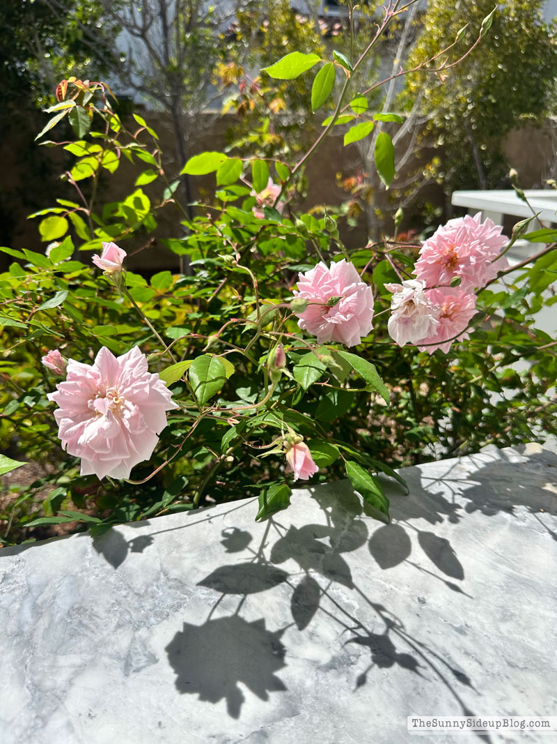 Spring Yard (Sunny Lifestyles)