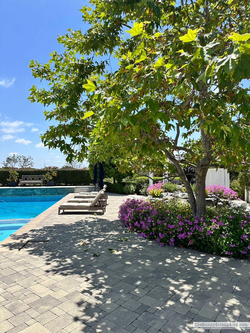 Summer Hosting (Sunny Lifestyles)