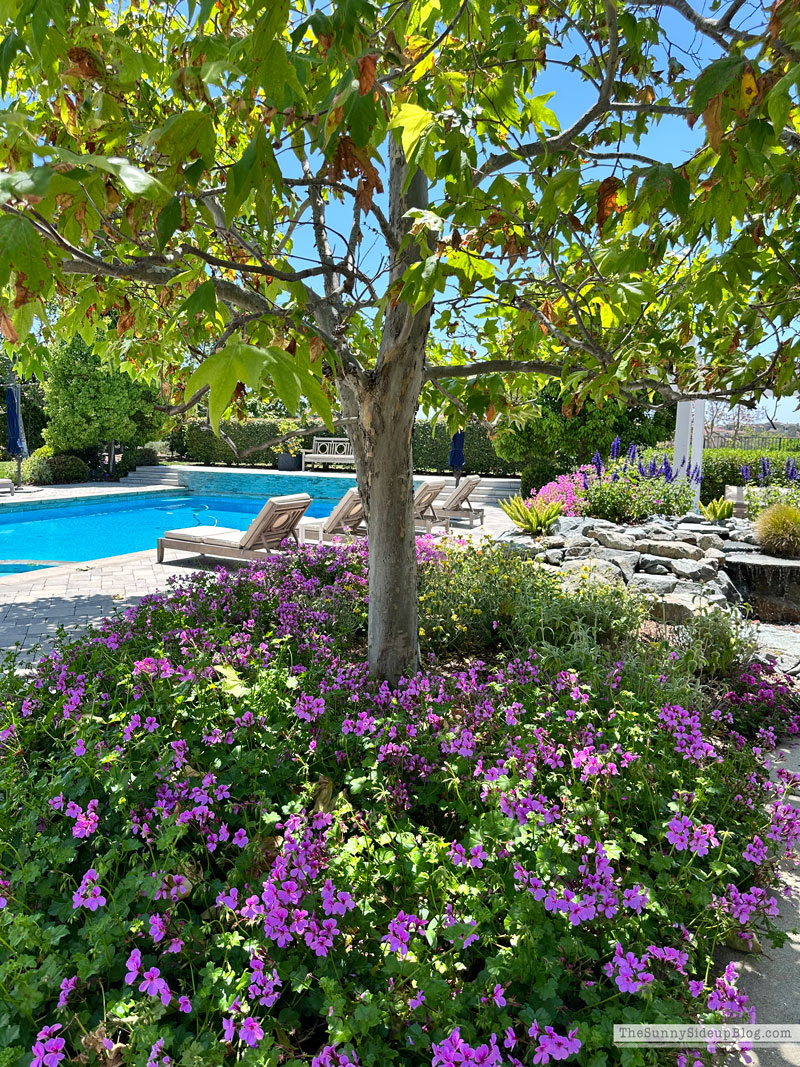 Backyard (Sunny Lifestyles)