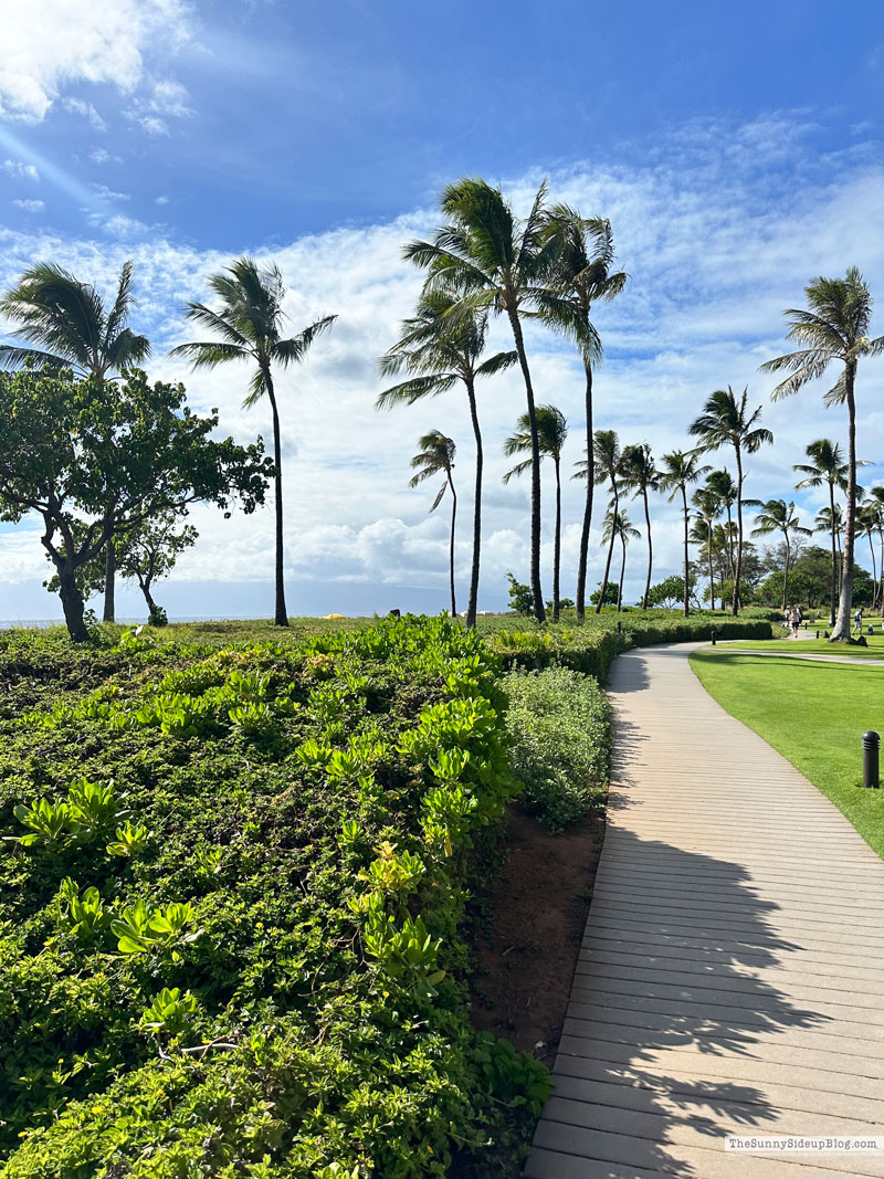 Maui 2025 (Sunny Lifestyles)