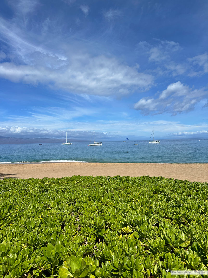 Maui 2025 (Sunny Lifestyles)