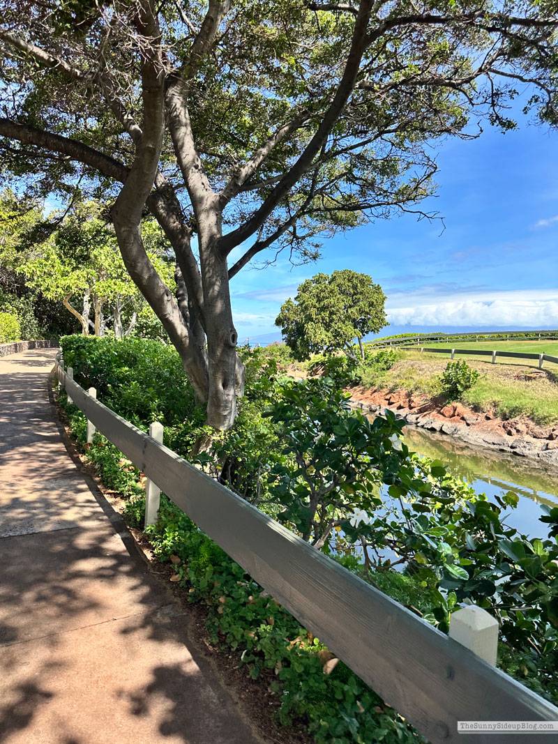 Maui 2025 (Sunny Lifestyles)
