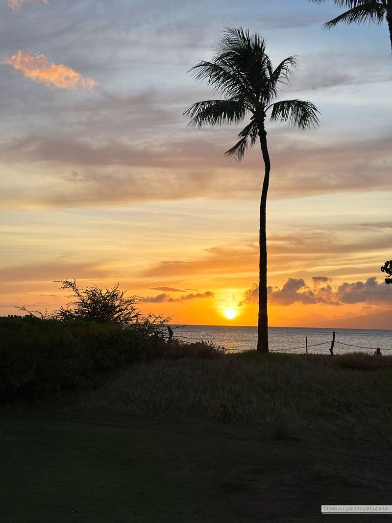 Maui 2025 (Sunny Lifestyles)