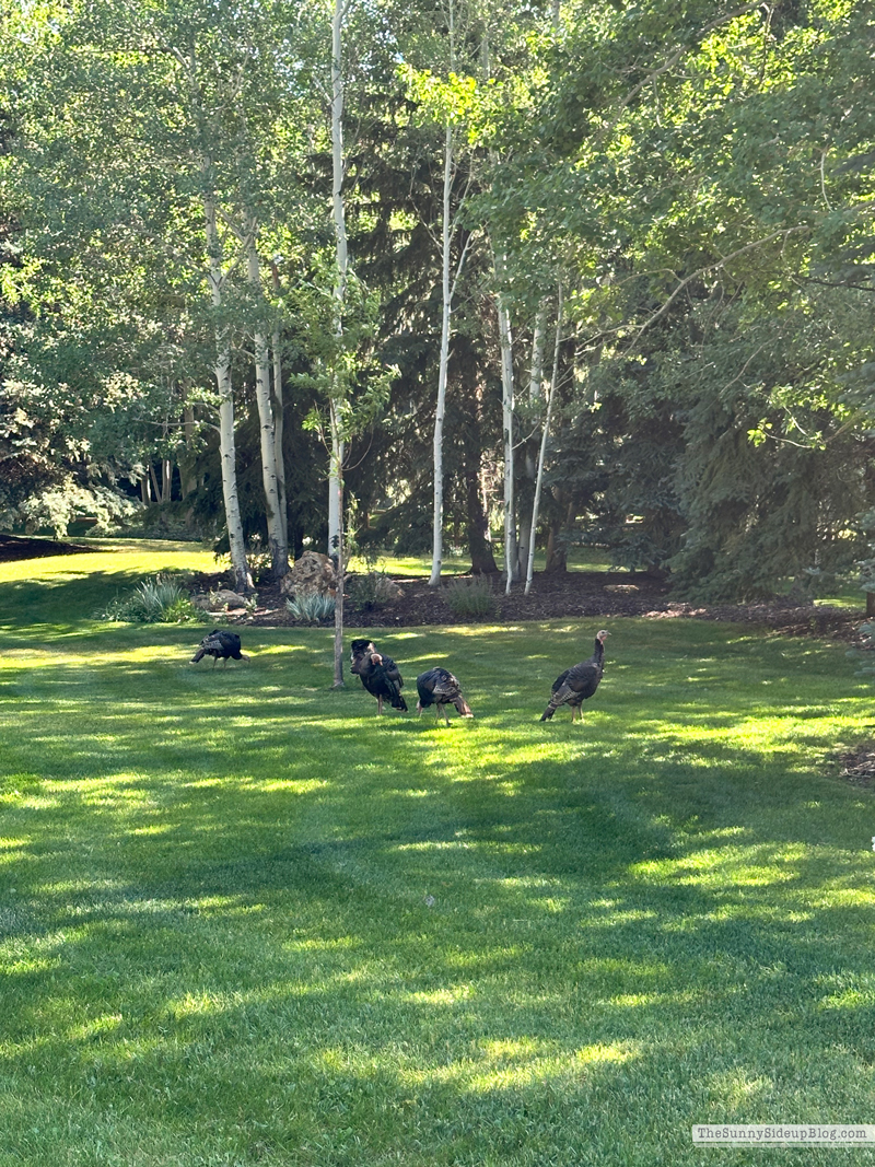 Deer Valley (Sunny Side Up)