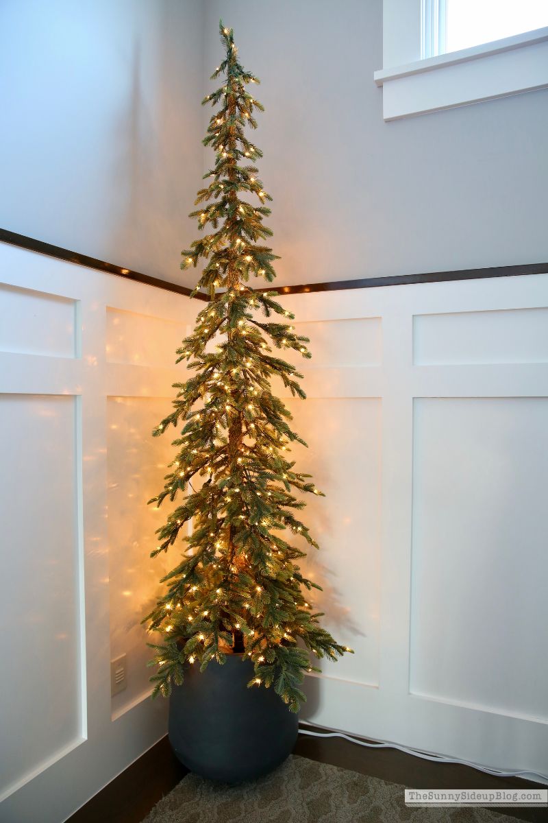 Christmas Trees (Sunny Side Up)