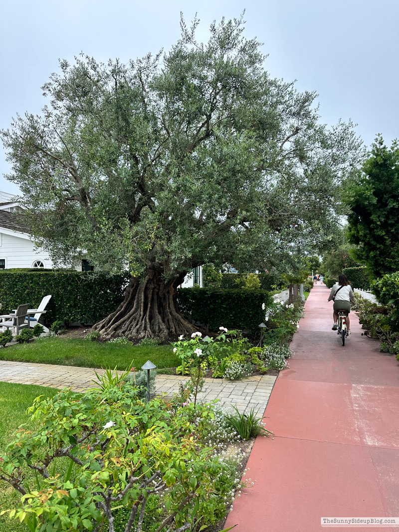 Christmas arrivals, Prime and Newport (Sunny Side Up)