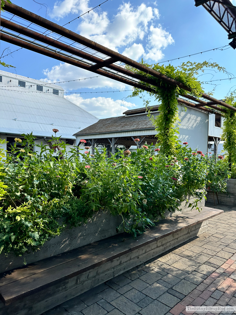 Magnolia (Sunny Side Up)