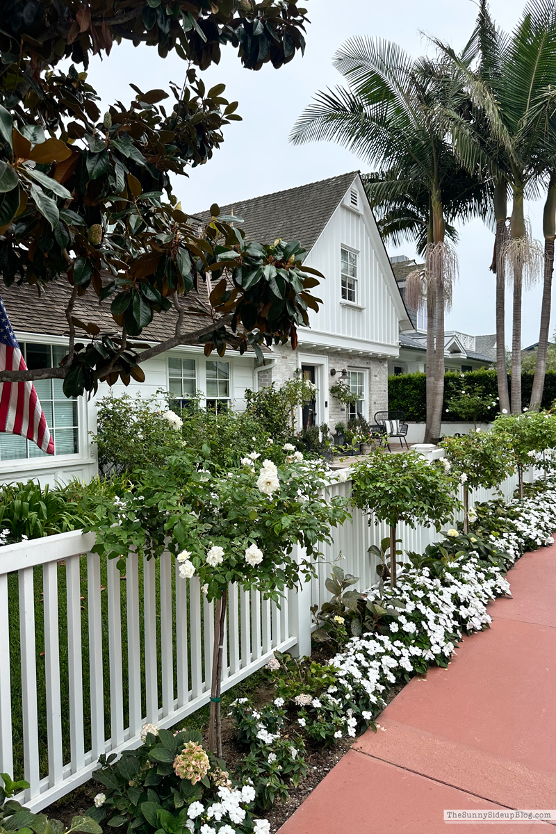 Christmas arrivals, Prime and Newport (Sunny Side Up)