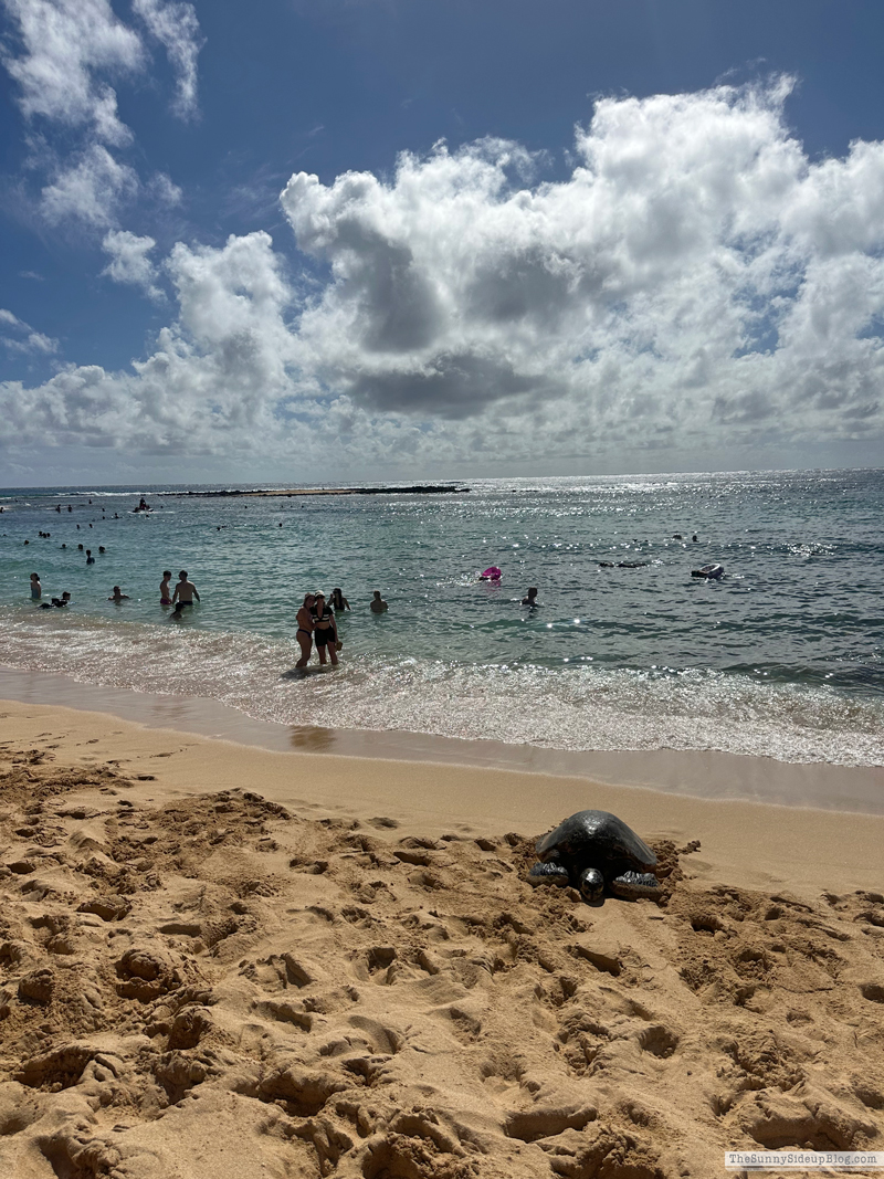 Happy 2026! (Sunny Side Up)