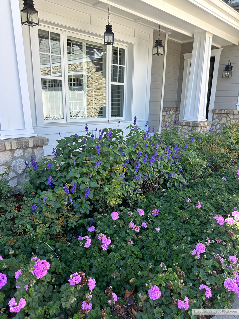 Sunday 6 (Sunny Side Up)